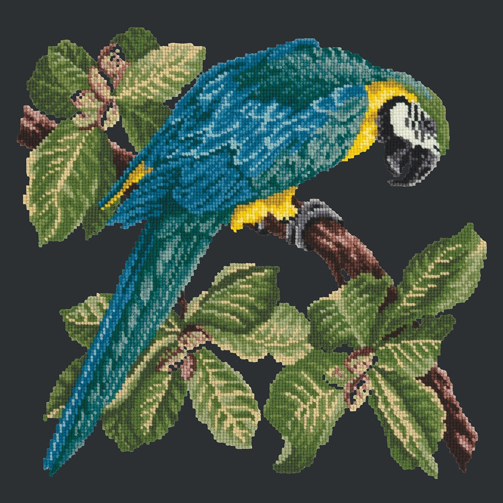 Macaw Needlepoint Kit Elizabeth Bradley Design Black 