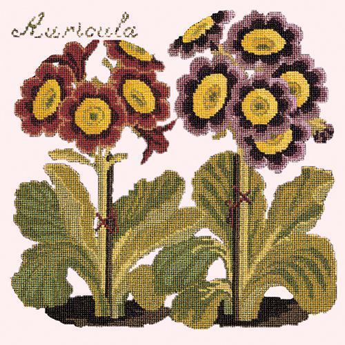 Auricula Needlepoint Kit Elizabeth Bradley Design Cream 