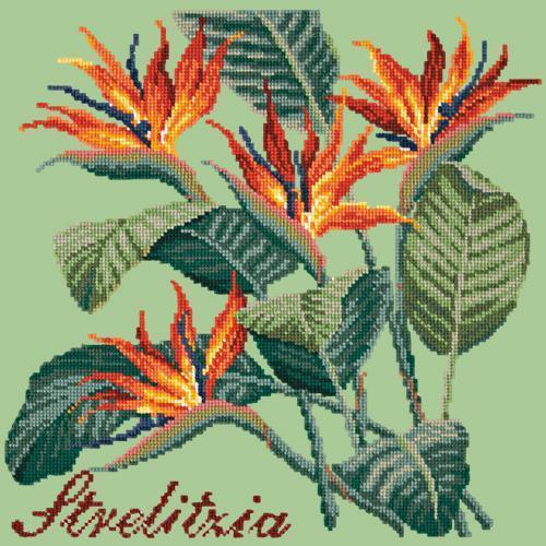 Strelitzia Needlepoint Kit Elizabeth Bradley Design Pale Green 